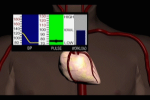 Cardiac Anatomy and Function