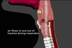 The Epiglottis