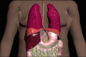 Esophagus and Diaphragm