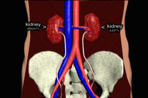 Kidney Anatomy