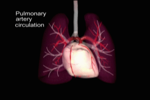 Cardiopulmonary Physiology