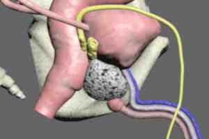 male pelvic anatomy