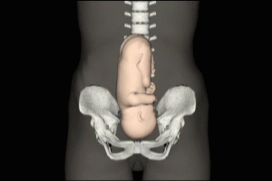 maternal fetal anatomy