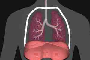 Respiratory and Airway Anatomy