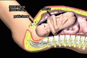 Maternal Fetal Anatomy