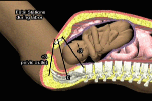 Maternal Fetal Anatomy