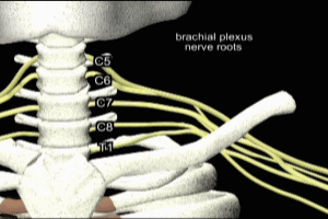 Brachial Plexus Anatomy