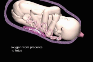 Placental Anatomy