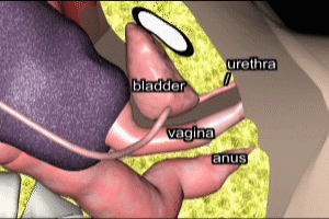 Placental Anatomy