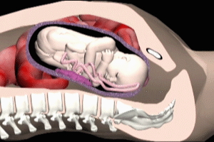 Fetal Movement Normal