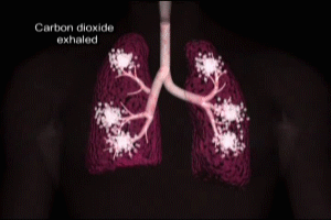 Respiratory physiology - expiration