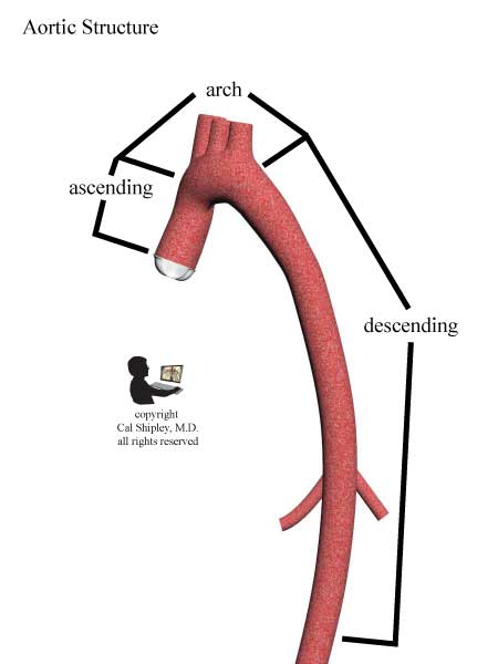 Aortic Structure