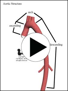 Aortic Structure