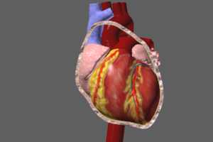 Pericardial Sac Anatomy