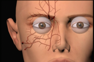 vascular anatomy eye and face