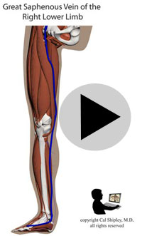 great saphenous vein