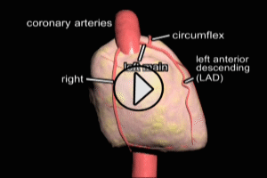 coronary arteries