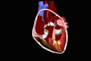 cardiac anatomy and pericardium