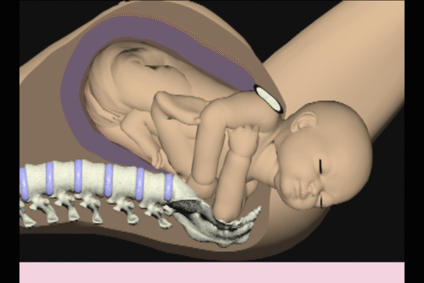anatomy and physiology of the placenta