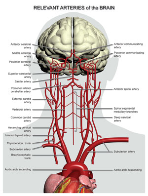 brain arteries
