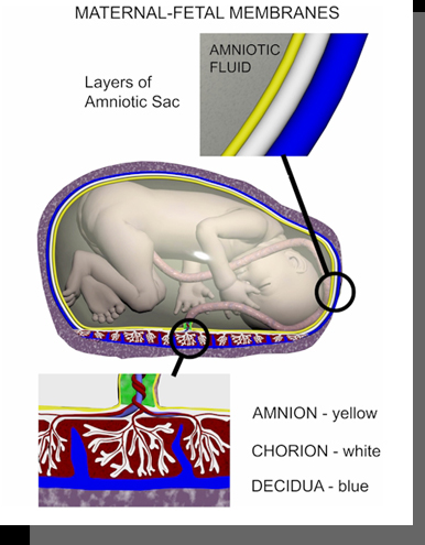 fetal membranes