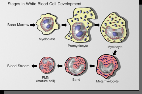 white cell development